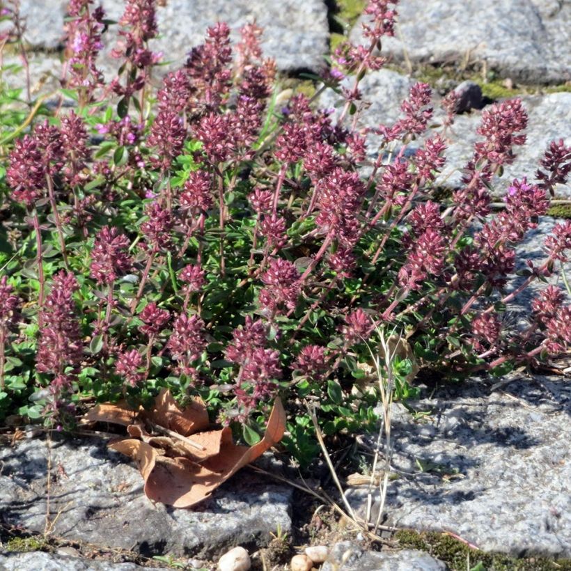 Breitblättriger Thymian Splendens - Thymus pulegioides (Plant habit)