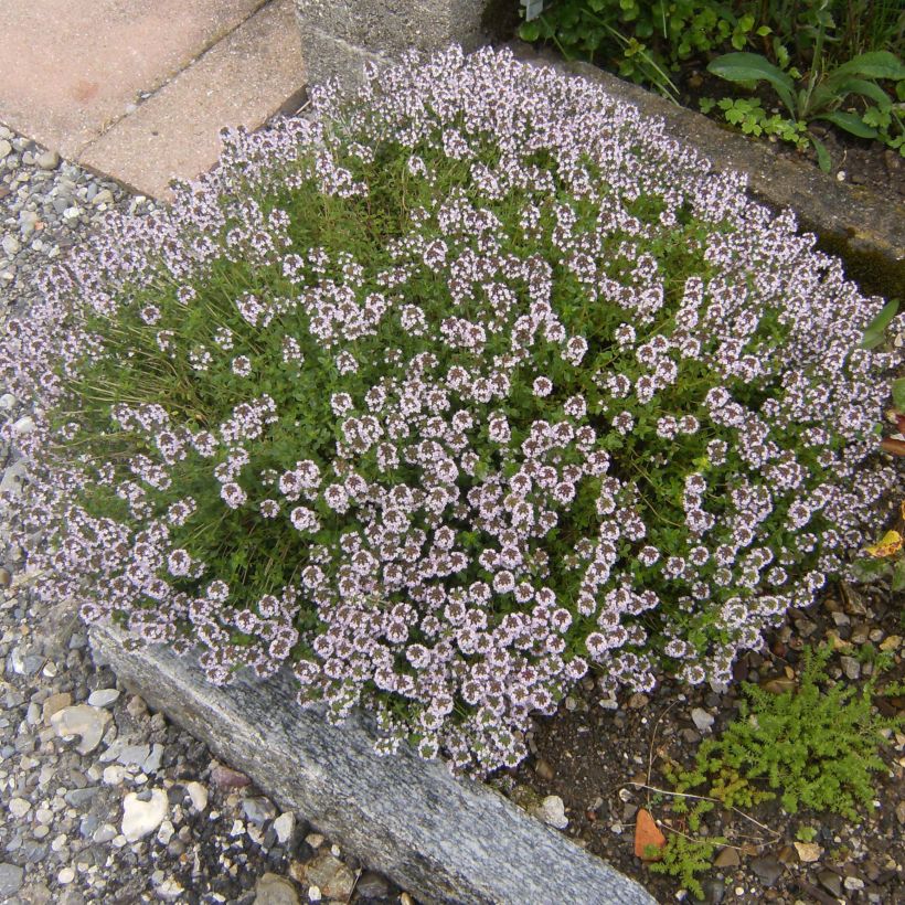 Echter Thymian Compactus - Thymus vulgaris (Foliage)