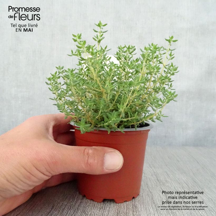Example of Echter Thymian Compactus Bio - Thymus vulgaris Topf 10 cm/11cm as you get in printemps