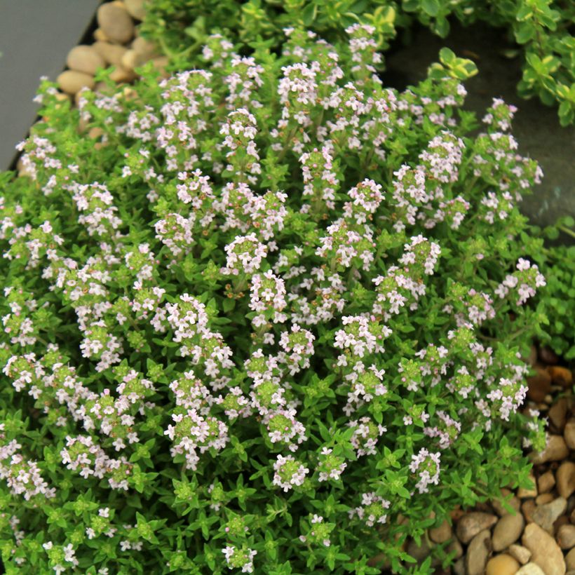 Echter Thymian Compactus Bio - Thymus vulgaris (Plant habit)