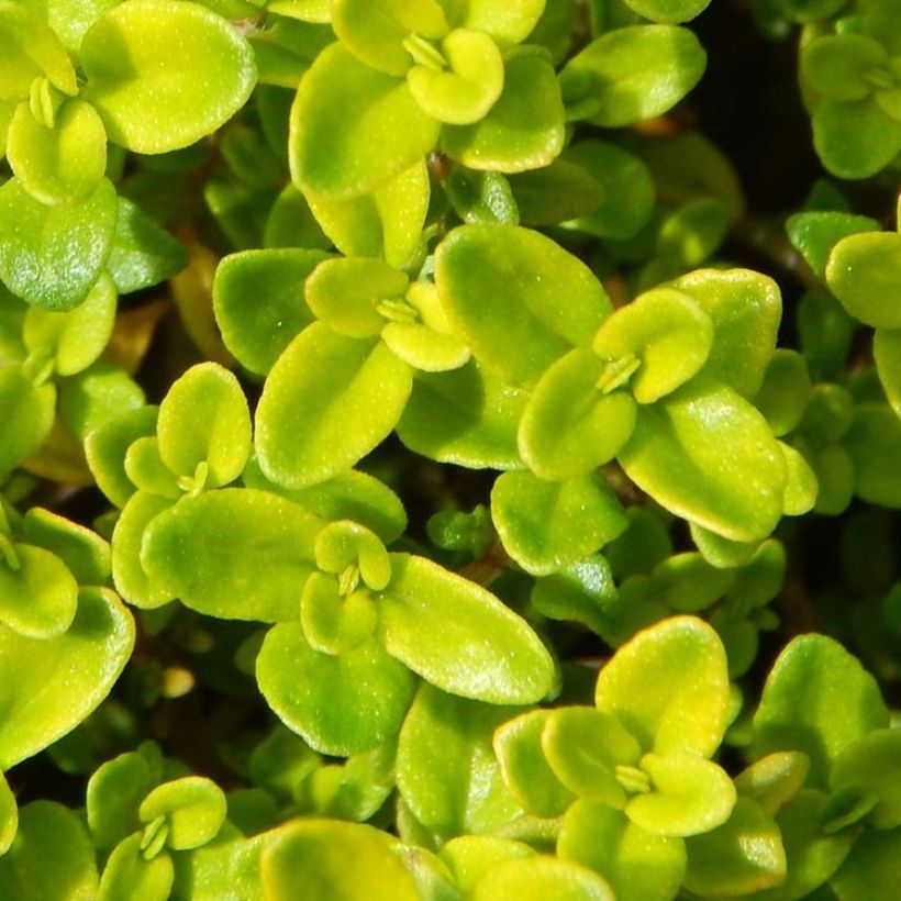 Echter Thymian Gold - Thymus vulgaris (Foliage)