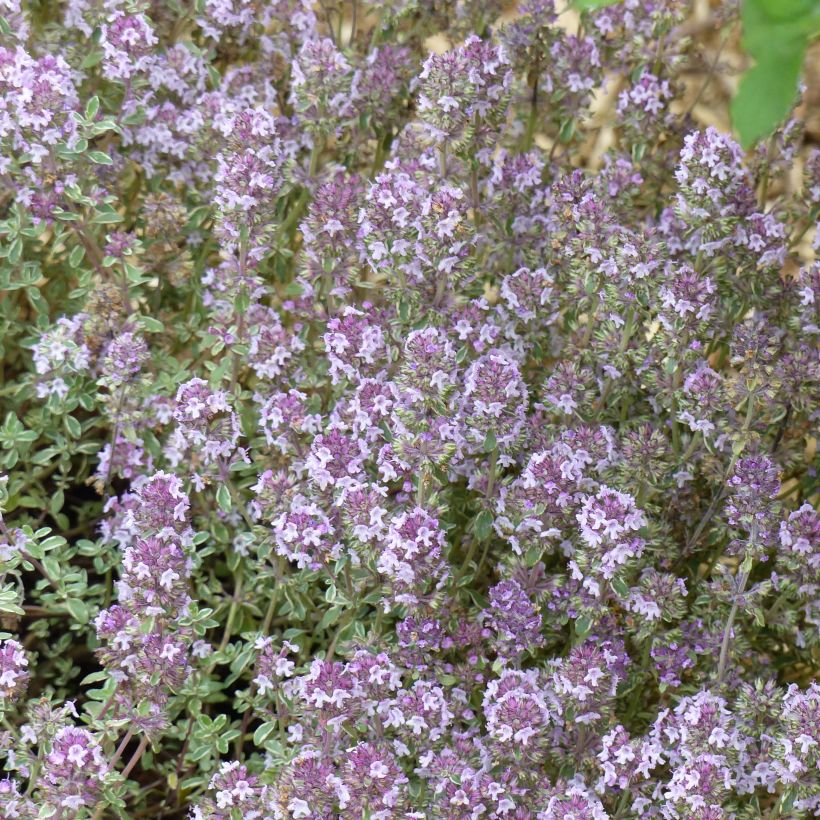 Echter Thymian Silver Posie - Thymus vulgaris (Flowering)