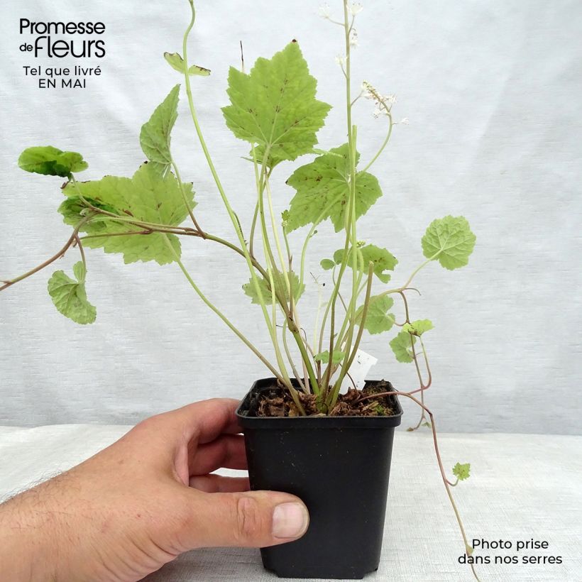 Exemplar von Tiarella cordifolia Appalachian Trail - Wald-Schaumblüte Kleine Töpfe von 8/9 cm wie im Frühjahr geliefert