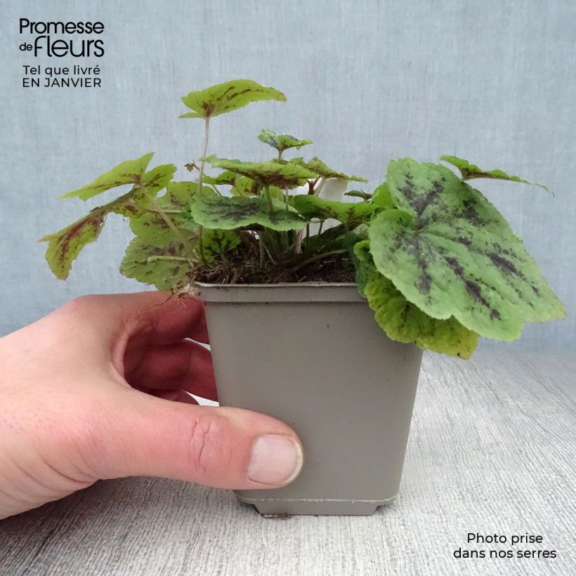 Exemplar von Tiarella cordifolia Appalachian Trail - Wald-Schaumblüte Kleine Töpfe von 8/9 cm wie im Winter geliefert