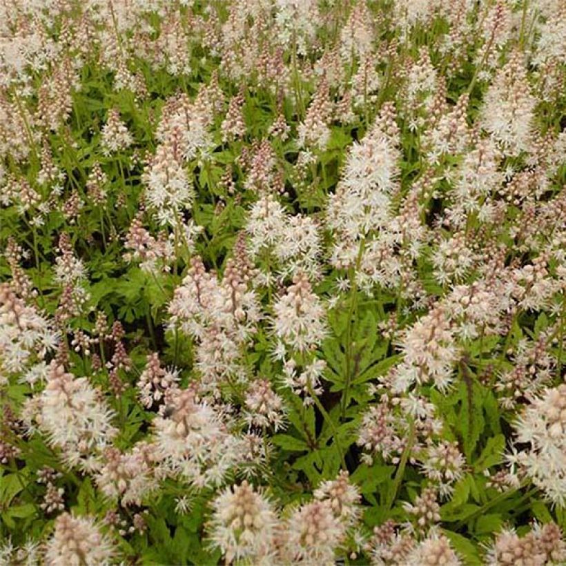Tiarella Arpeggio - Schaumblüte (Flowering)