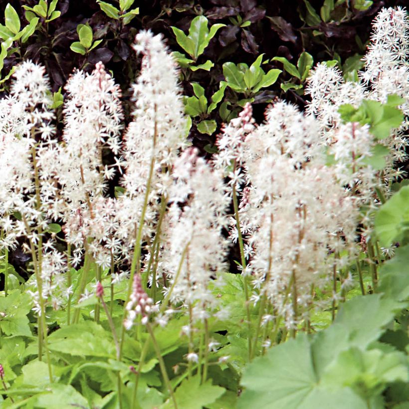 Tiarella Crow Feather - Schaumblüte (Flowering)
