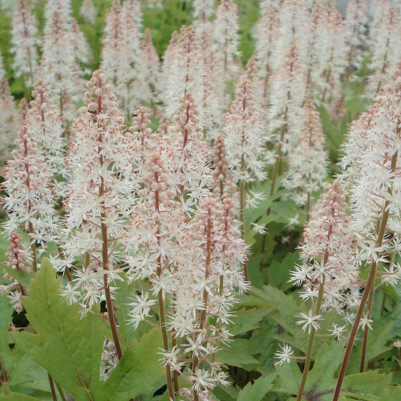 Tiarella Pink Skyrocket - Schaumblüte (Flowering)