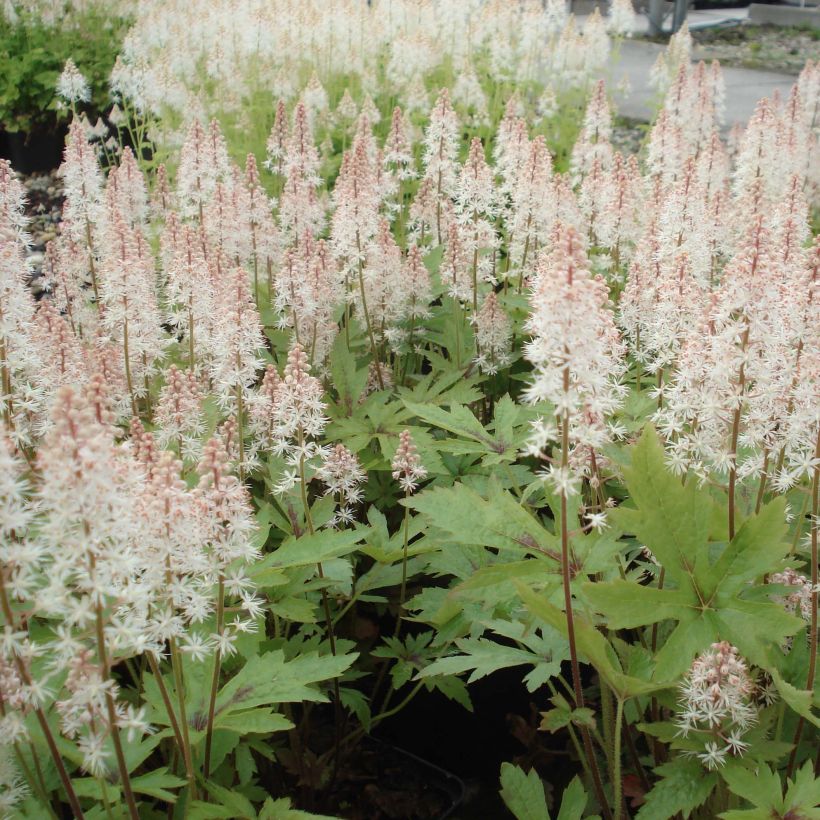 Tiarella Pink Skyrocket - Schaumblüte (Plant habit)