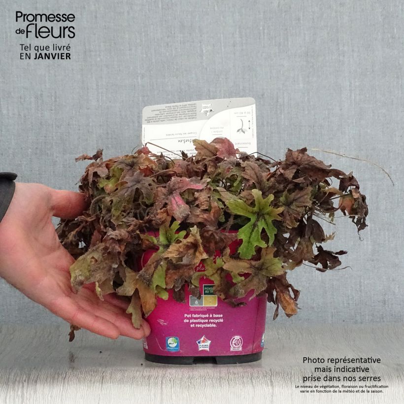 Exemplar von Tiarella Pink Skyrocket - Schaumblüte Topf mit 2L/3L wie im Winter geliefert