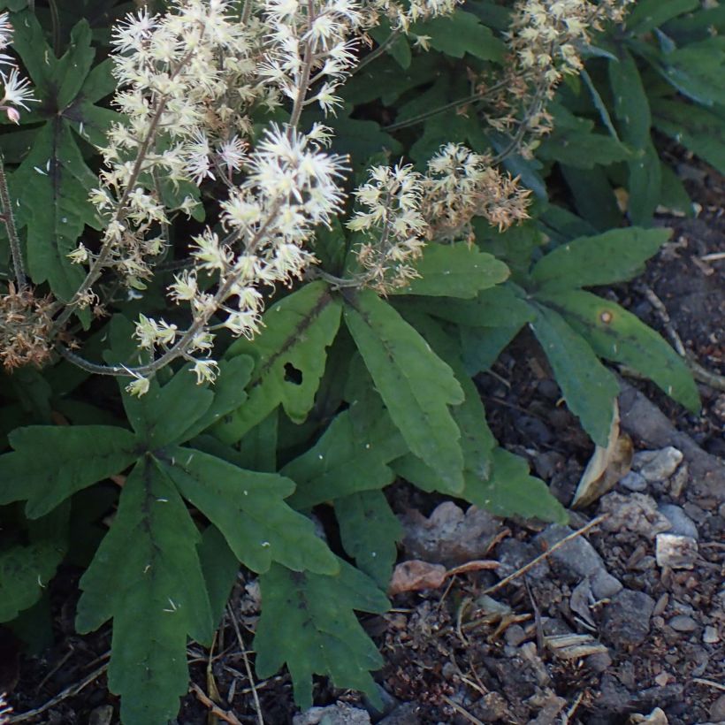 Tiarella Spring Symphony - Schaumblüte (Foliage)