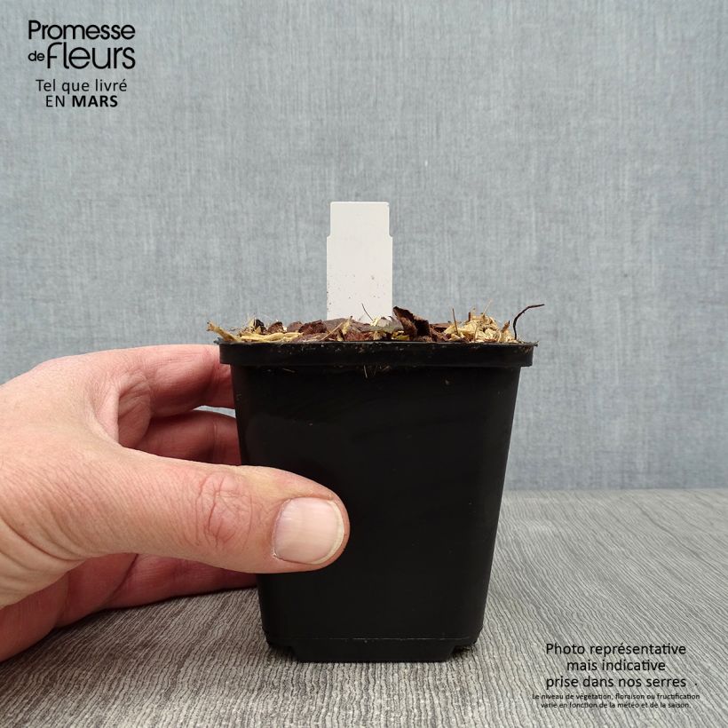 Exemplar von Tiarella cordifolia Brandywine - Wald-Schaumblüte Kleine Töpfe von 8/9 cm wie im Winter geliefert