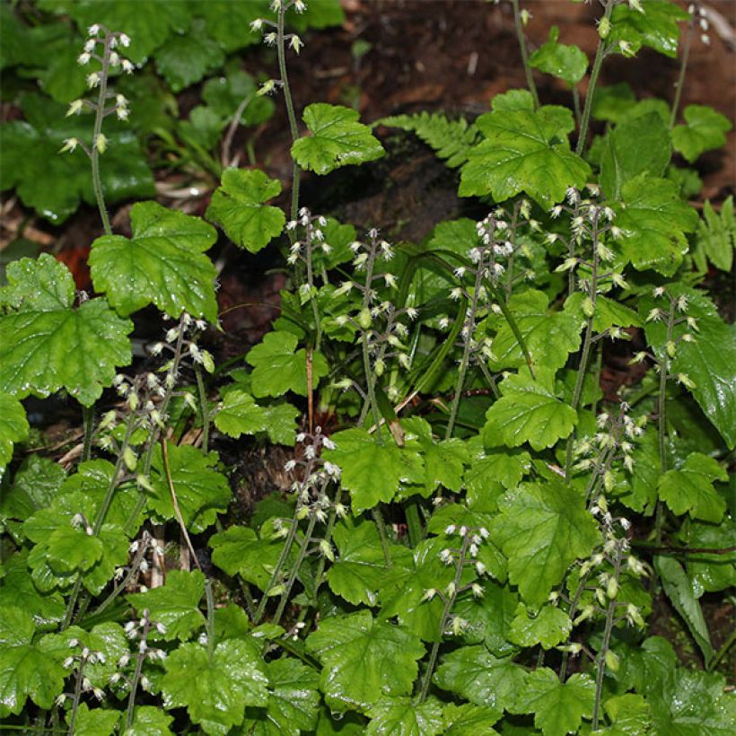 Tiarella polyphylla - Vielblättrige Schaumblume (Flowering)