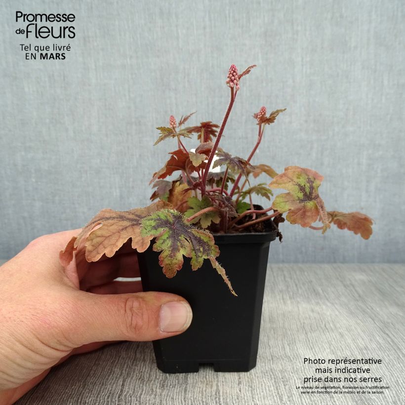 Exemplar von Tiarella Sugar and Spice - Schaumblüte Kleine Töpfe von 8/9 cm wie im Frühjahr geliefert