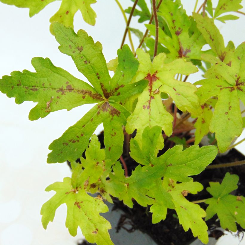 Tiarella Arpeggio - Schaumblüte (Foliage)