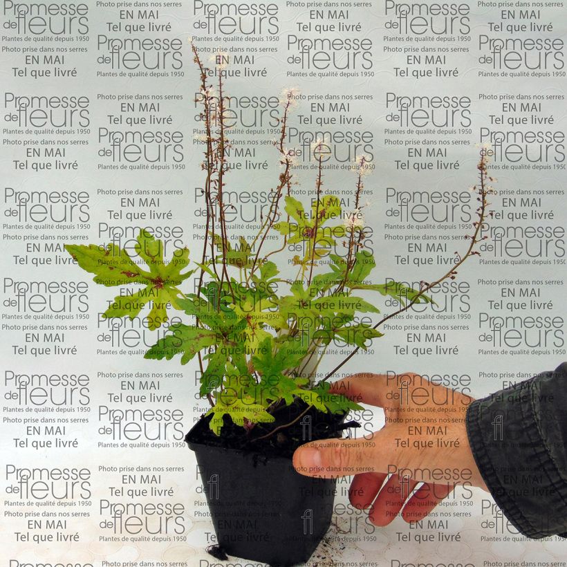 Example of Tiarella Arpeggio - Schaumblüte Kleine Töpfe von 8/9 cm as you get