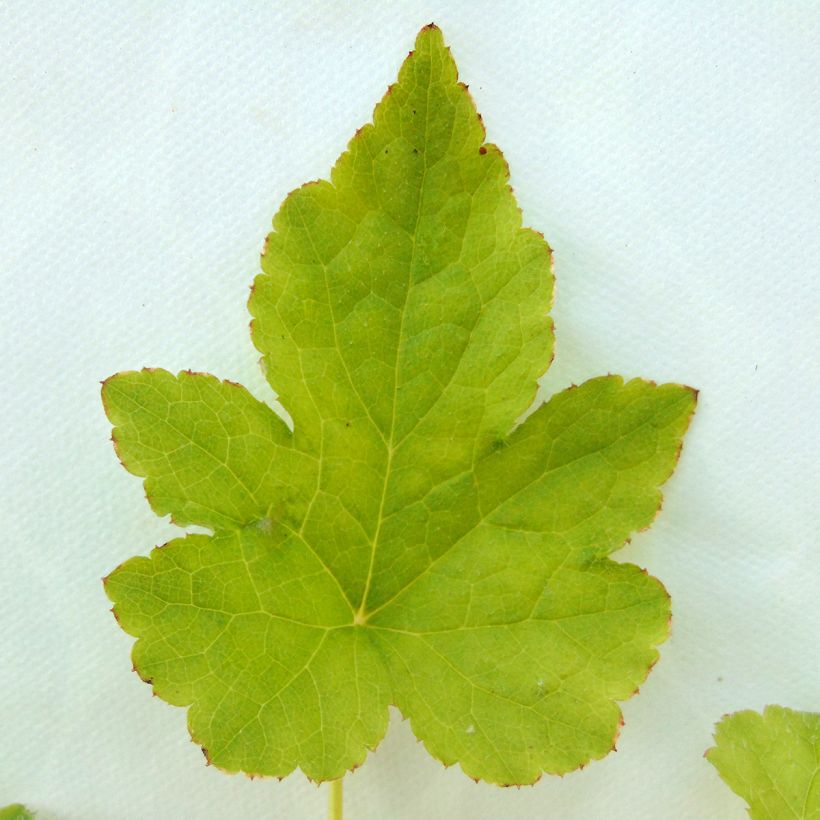 Tiarella Running Tiger - Schaumblüte (Foliage)