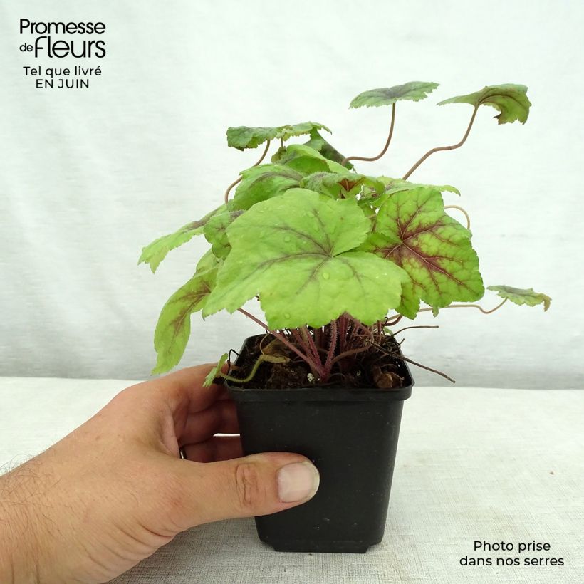 Example of Tiarella Running Tiger - Schaumblüte Kleine Töpfe von 8/9 cm as you get in ete