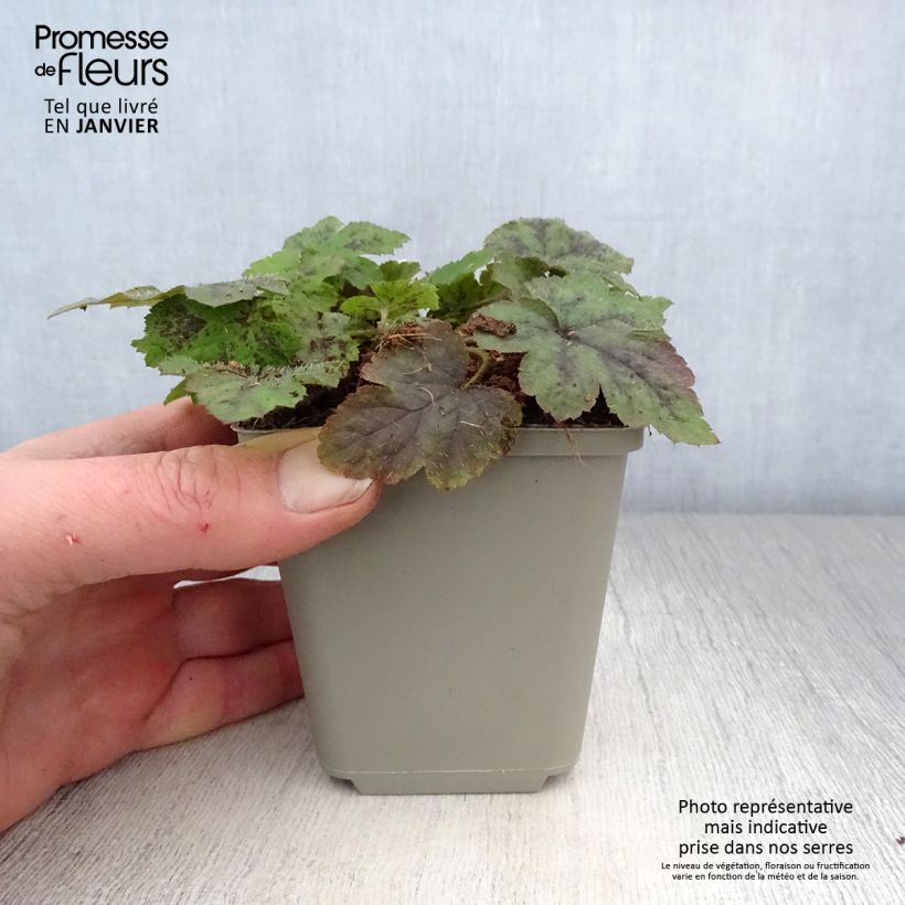 Exemplar von Tiarella Running Tiger - Schaumblüte Kleine Töpfe von 8/9 cm wie im Winter geliefert