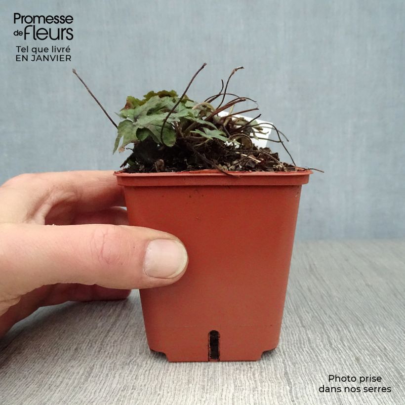 Exemplar von Tiarella Spring Symphony - Schaumblüte Kleine Töpfe von 8/9 cm wie im Winter geliefert