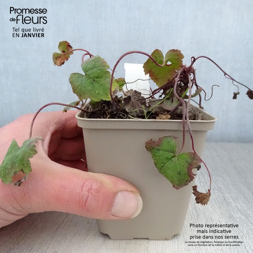 Exemplar von Tiarella cordifolia Moorgrun - Wald-Schaumblüte Kleine Töpfe von 8/9 cm wie im Winter geliefert