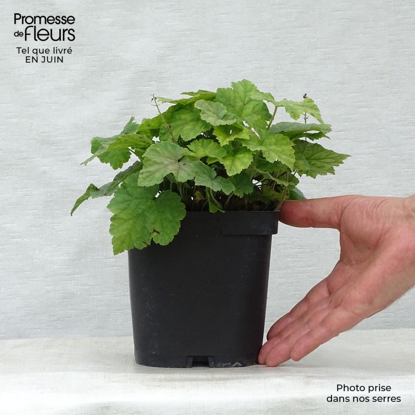 Example of Tiarella cordifolia - Wald-Schaumblüte Topf mit 2L/3L as you get in ete