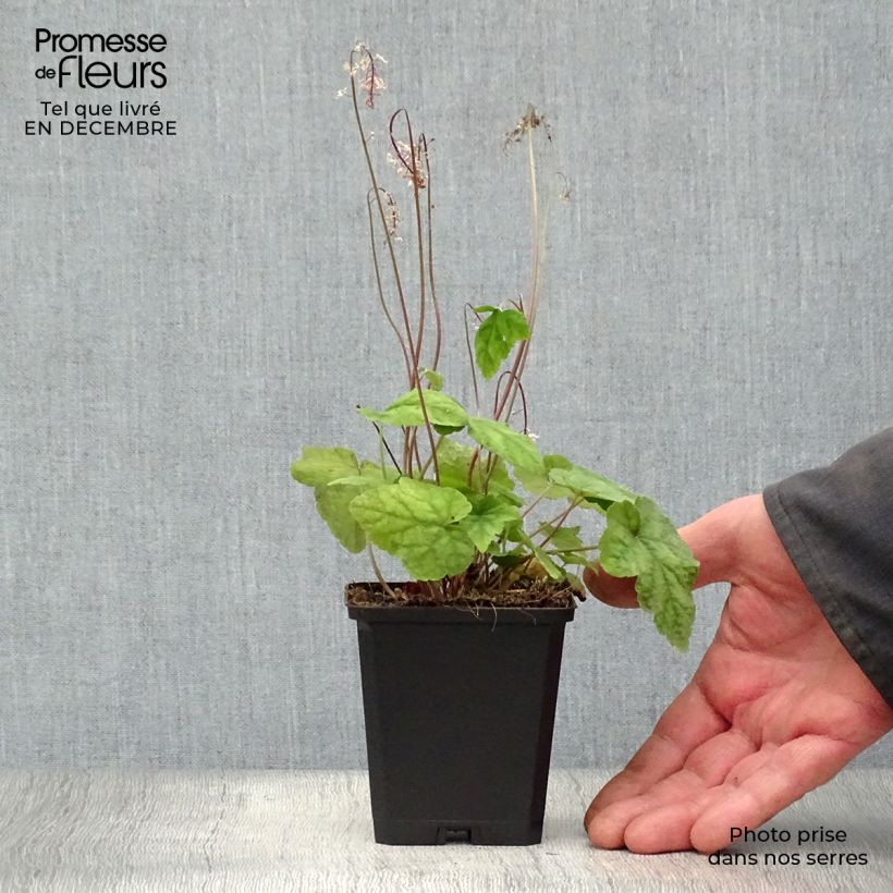 Exemplar von Tiarella wherryi - Wherrys Schaumblume Kleine Töpfe von 8/9 cm wie im Winter geliefert