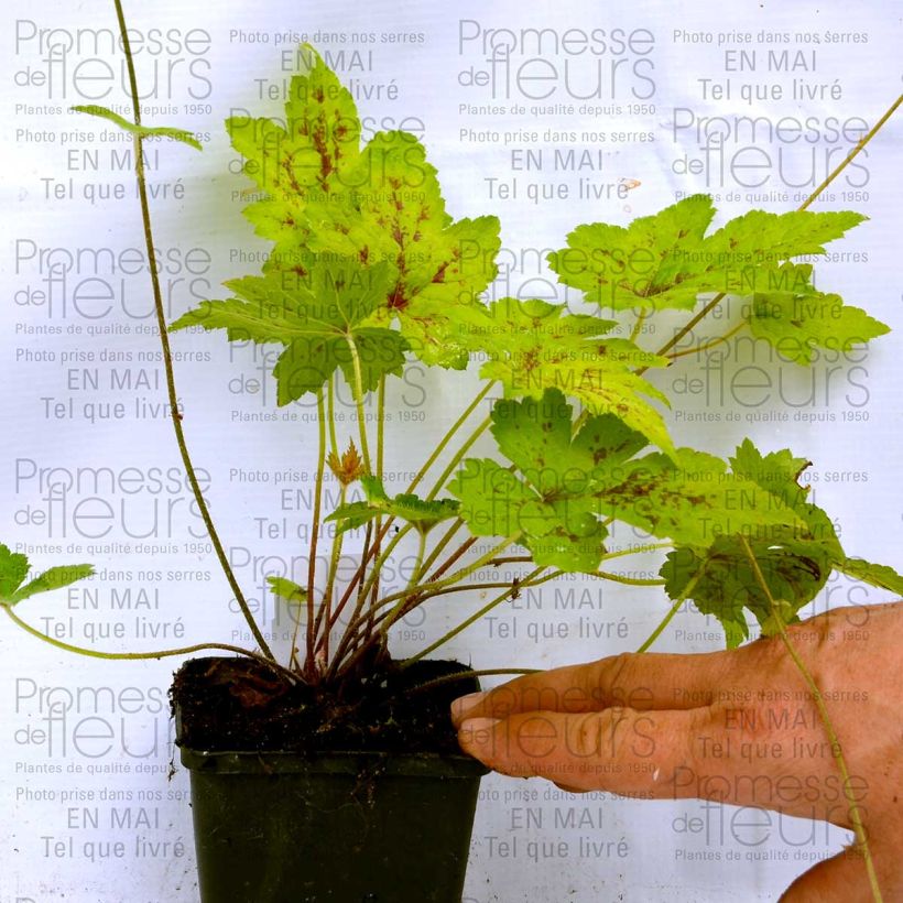 Example of Tiarella Ninja - Schaumblüte Kleine Töpfe von 8/9 cm as you get