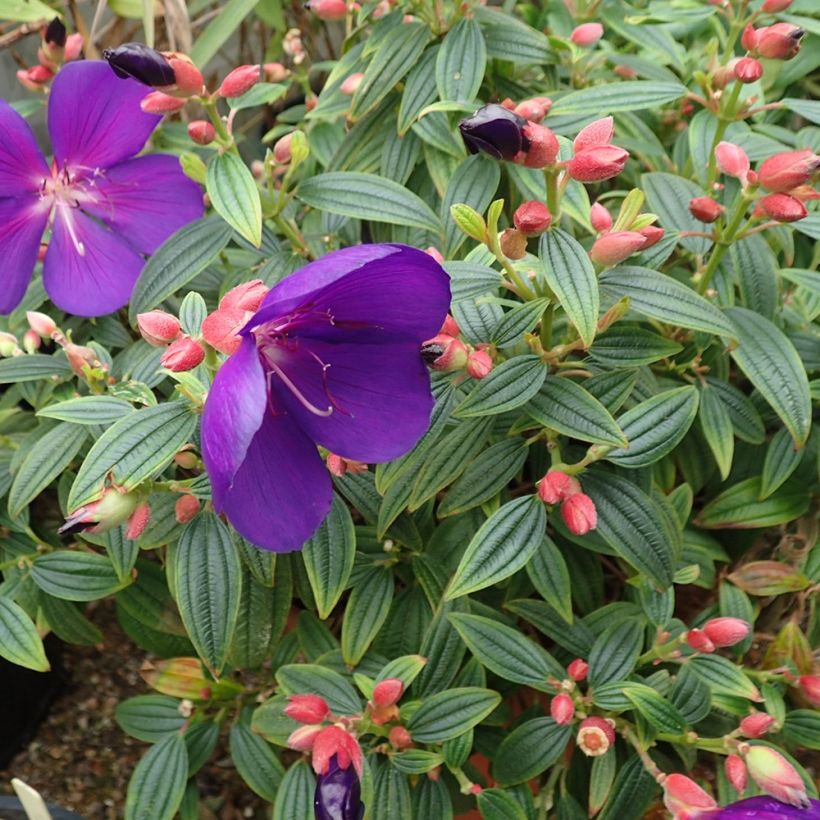 Tibouchina Groovy baby - Tibouchine (Plant habit)