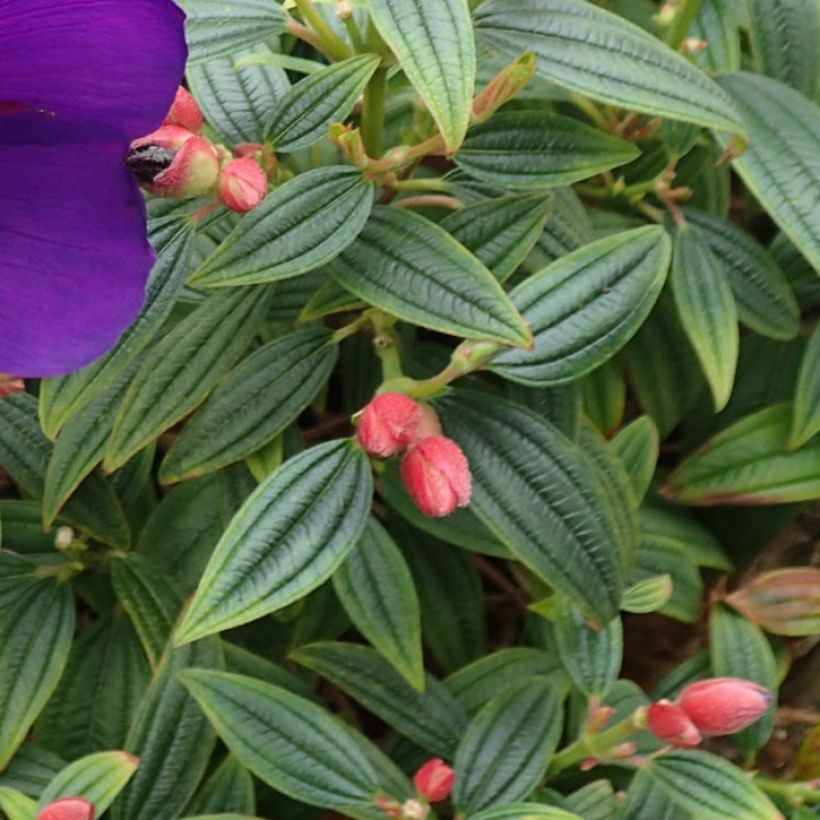 Tibouchina Groovy baby - Tibouchine (Foliage)