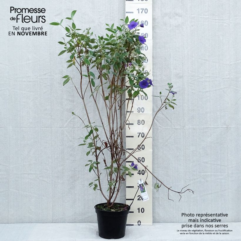 Example of Tibouchina semidecandra - Tibouchine Topf mit 7,5L/10L as you get in automne