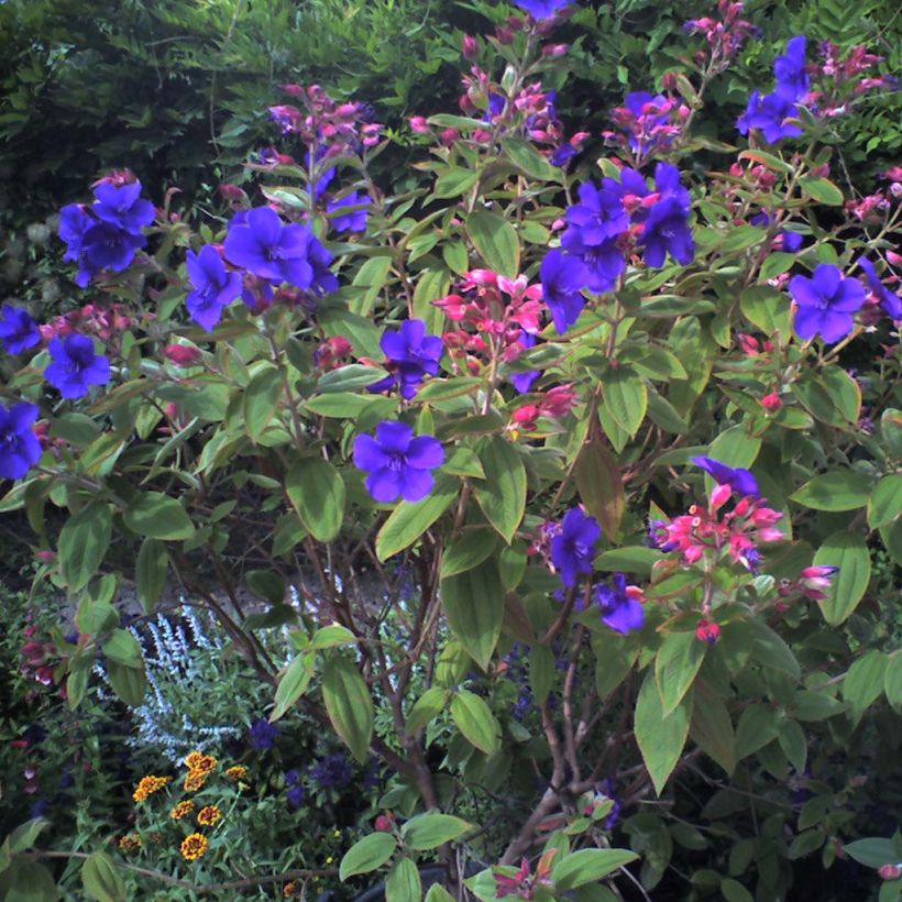 Tibouchina urvilleana - Tibouchine (Plant habit)