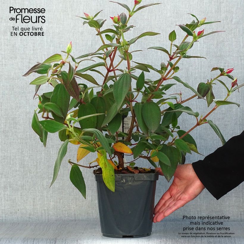 Example of Tibouchina urvilleana - Tibouchine Topf mit 4L/5L as you get in automne