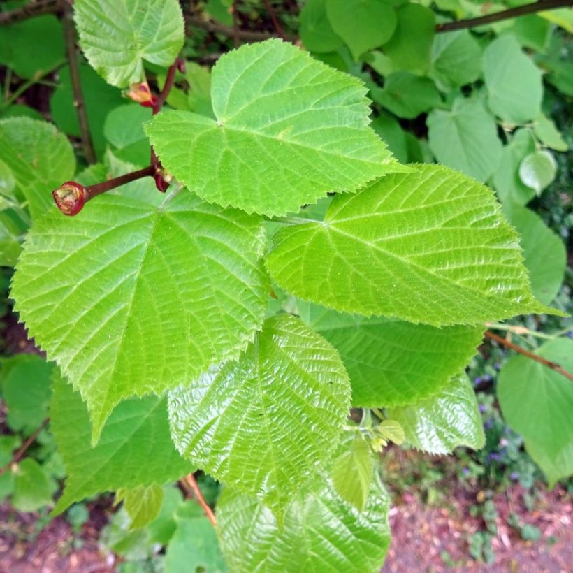 Winter-Linde - Tilia cordata (Foliage)