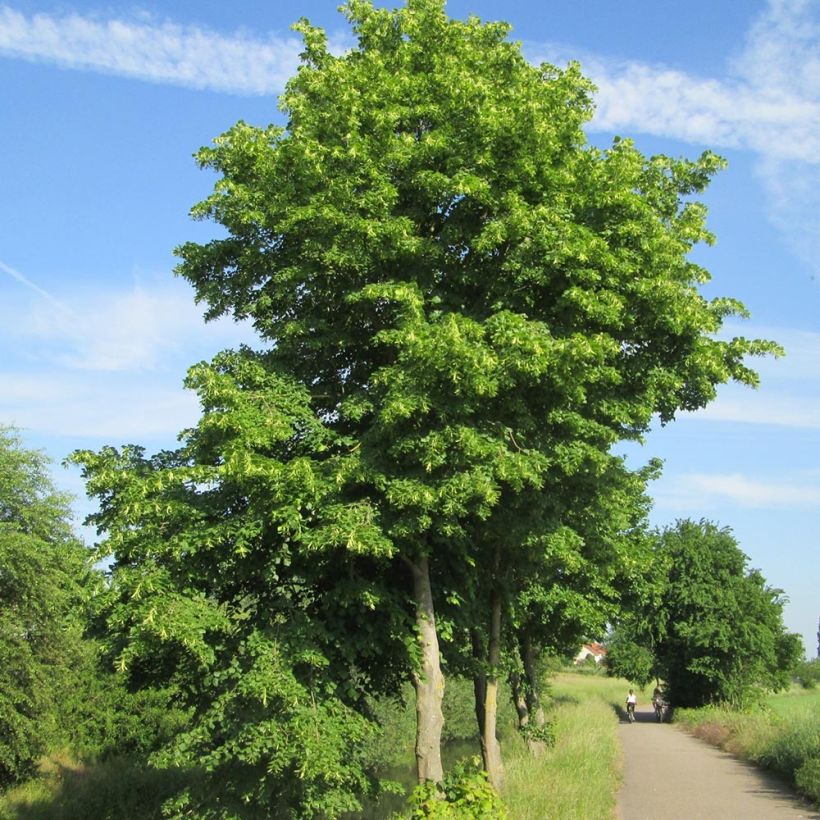 Winter-Linde - Tilia cordata (Plant habit)