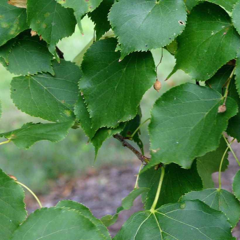 Winter-Linde Greenspire - Tilia cordata (Foliage)