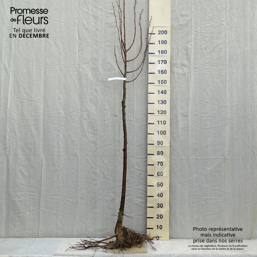 Example of Winter-Linde - Tilia cordata Wurzelnackt as you get in hiver