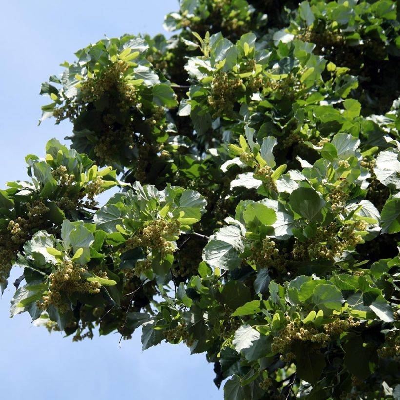 Sommer-Linde - Tilia platyphyllos (Foliage)