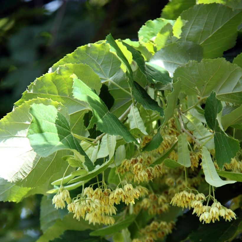 Sommer-Linde - Tilia platyphyllos (Flowering)
