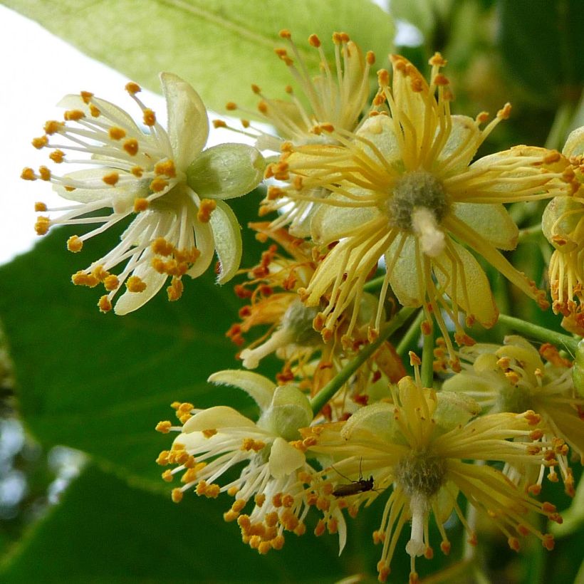 Sommer-Linde Rubra - Tilia platyphyllos (Flowering)