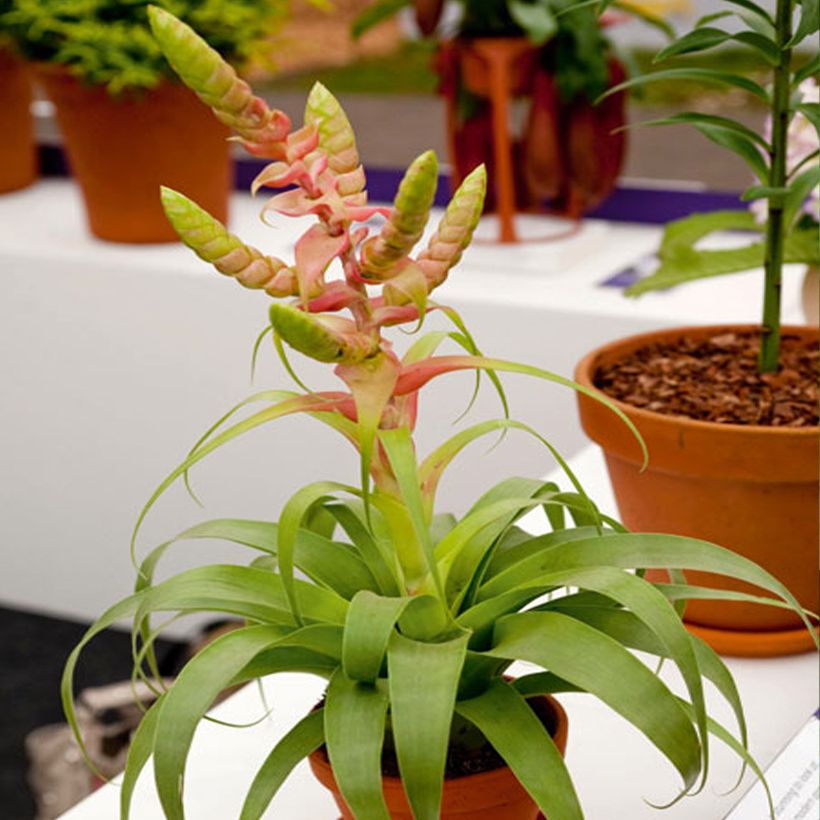 Tillandsia Samantha - Luftpflanze (Plant habit)