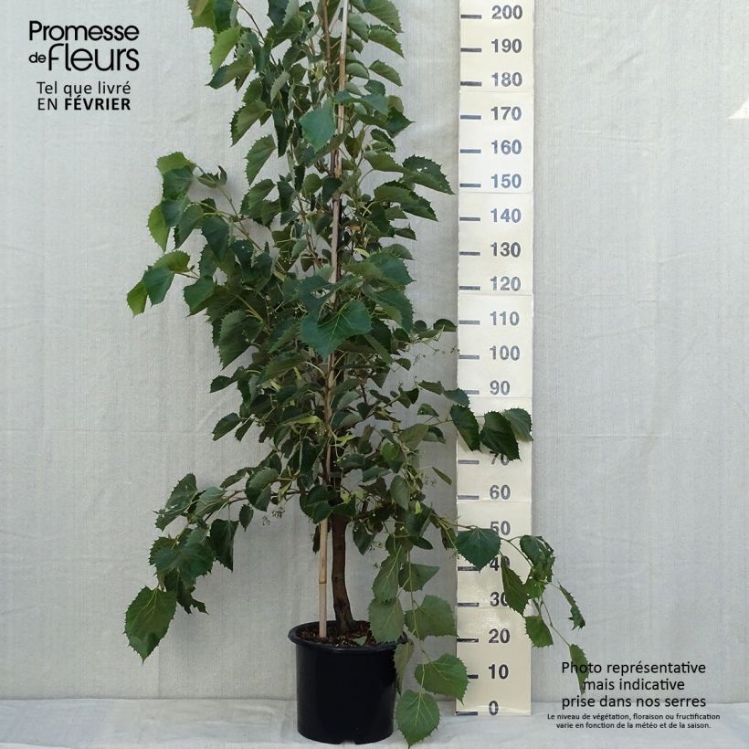 Example of Henrys Linde - Tilia henryana Topf mit 7,5L/10L as you get in automne