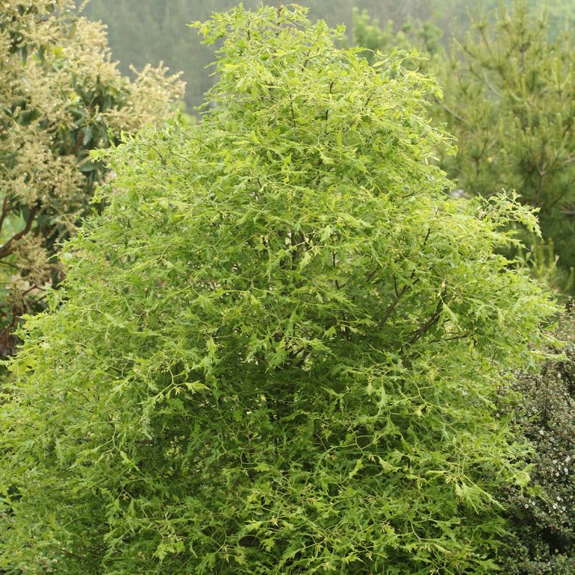 Sommer-Linde Henryk Eder - Tilia platyphyllos (Plant habit)