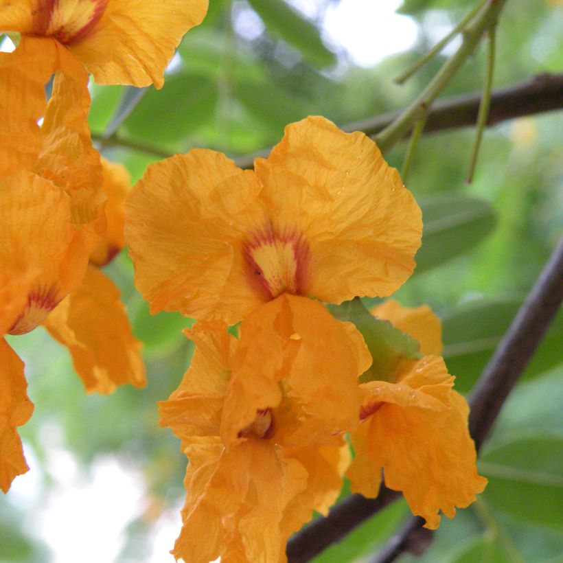 Tipuana tipu - Tipubaum (Flowering)