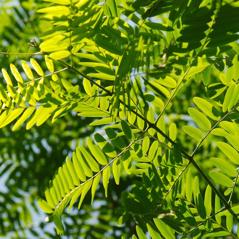 Tipuana tipu - Tipubaum (Foliage)
