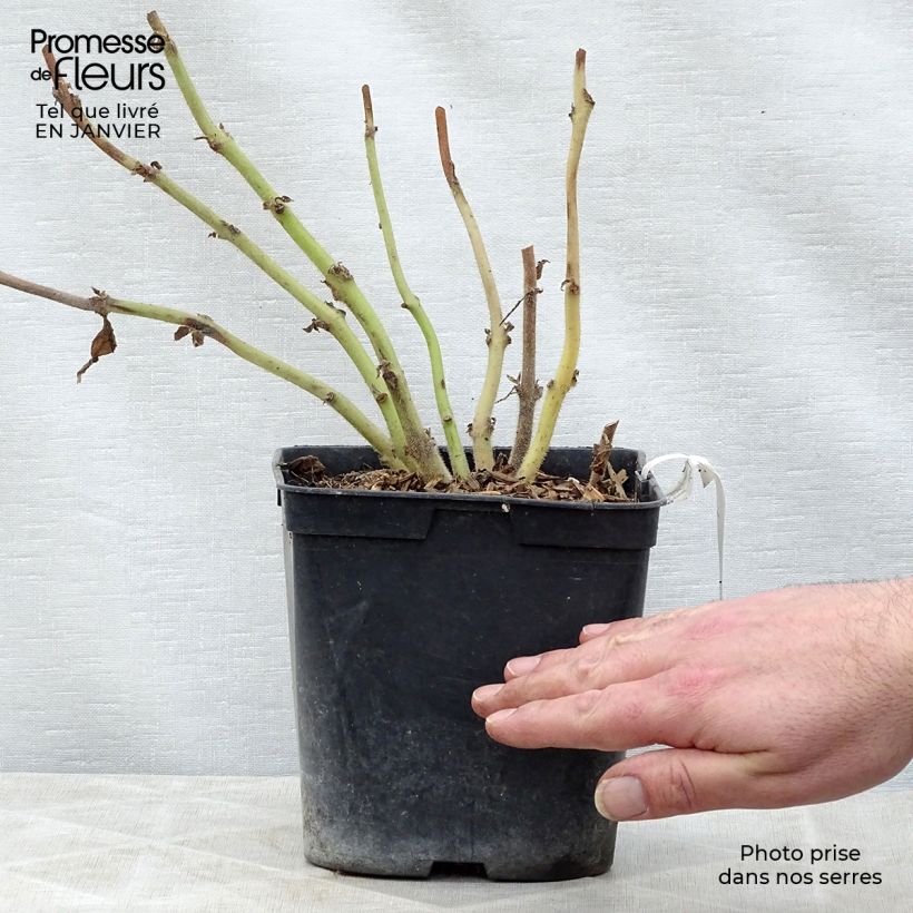 Exemplar von Titanotrichum oldhamii Topf mit 2L/3L wie im Winter geliefert