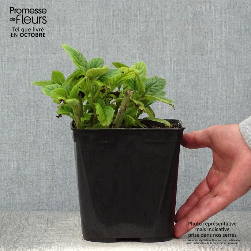 Example of Titanotrichum oldhamii Topf mit 2L/3L as you get in automne