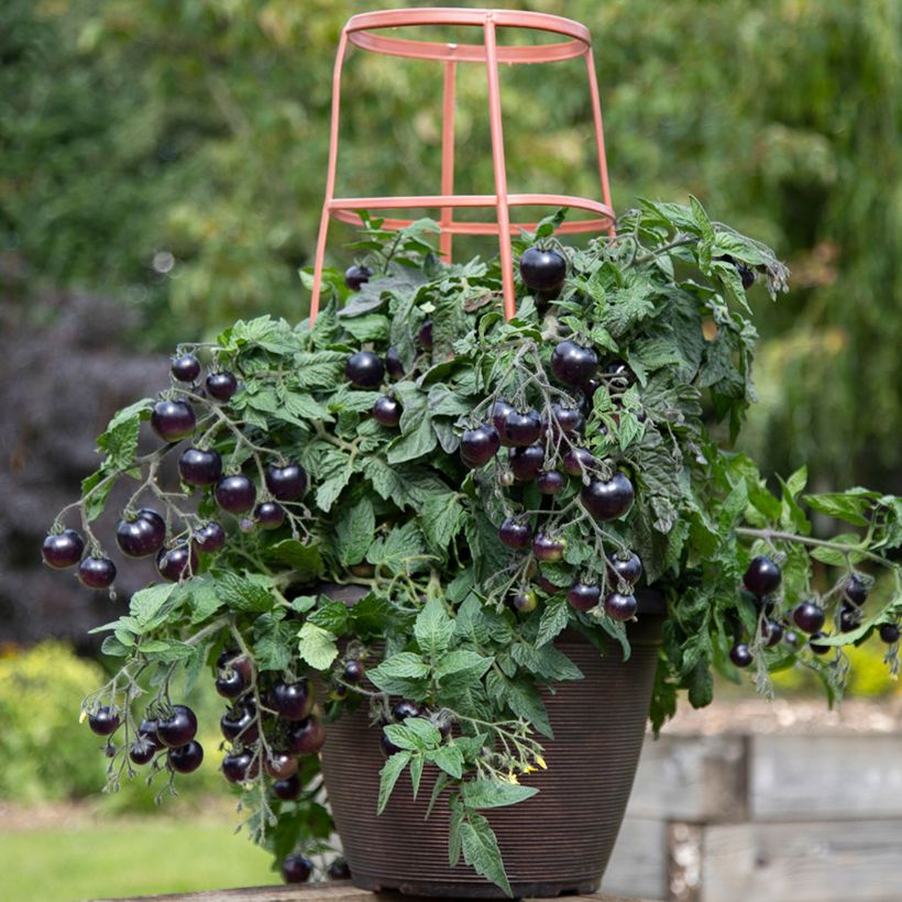 Kirschtomate Akoya F1 (Samen) (Hafen)