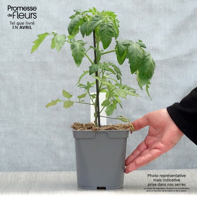 Example of Fleischtomate Ananas (Veredelte Tomate) Topf mit 2L/3L as you get in printemps