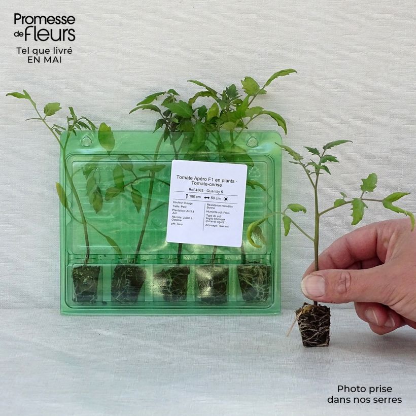 Example of Kirschtomate Apero F1 Mini-Plug Ø 3/4 cm as you get in printemps