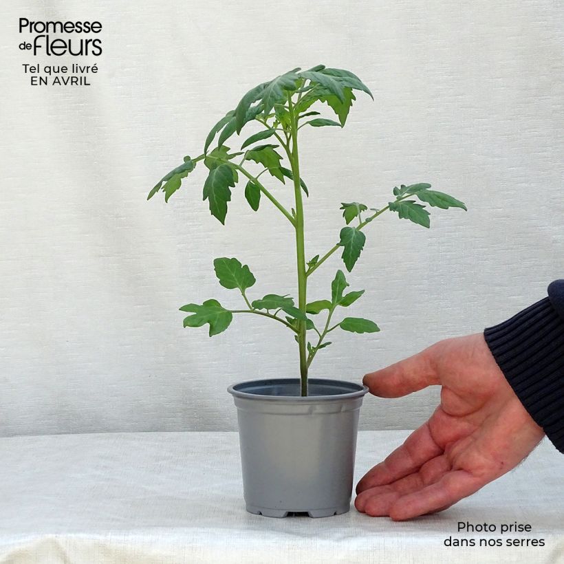 Example of Kirschtomate Apero F1 Topf 10 cm/11cm as you get in printemps